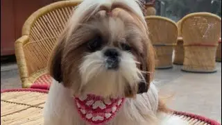 Shihtzu puppy beautiful haircut || Shihtzu grooming 