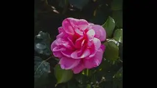 Comment prendre de BELLES PHOTOS avec un SMARTPHONE (mat&eacute;riel, r&eacute;glages, exposition et lumi&egrave;re)