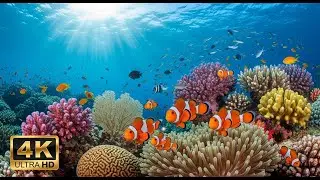 🐟 4K Aquarium Screensaver &ndash; Colorful Tropical Fish & Peaceful Ocean Ambience