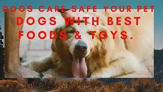 Dogs care Safe your pets dogs with Beat Foods & toys.