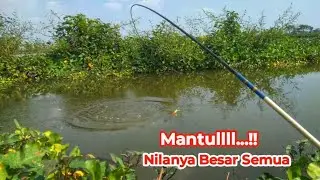 Mancing di Sungai ini Umpan Lumut Strike Full Nila Babon