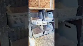 Fixing dirty eggs