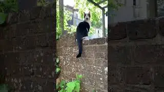 Cats exploring garden