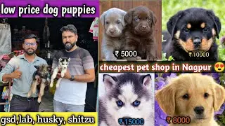 cheapest pet shop in Nagpur 😍 low price dog puppies available 😲 @ashishdogworld