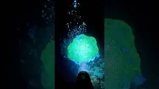 &ldquo;POV Diver Finds a Glowing Object&rdquo;