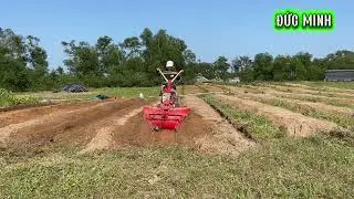 Cuốc đất trồng ớt và thuốc là trên vùng đất cát Mỹ Lợi