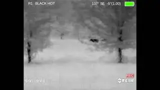 Thermal Coyote & Hog Hunting - Flir PTS 233