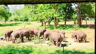 Elephant 🐘 eating time 😱🐘