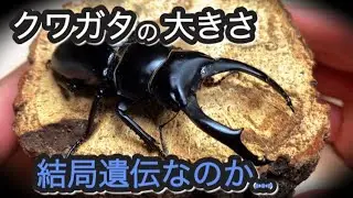 クワガタ成虫の大きさを決めるのは遺伝なのか環境なのか