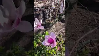 Flowering Tree with Big Pink Flowers