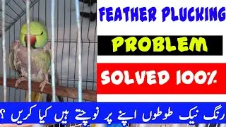 why ringneck parrot plucking feather | how to fix moulting  I Parrot Feather Plucking Problem Solved