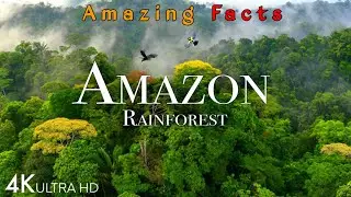 Do you know these facts about Amazon forest? | अमेज़न जंगल की कहानी | Facts About Amaon Rainforest