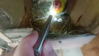 Candling Eggs Of Lovebirds and Remove Infertile Eggs