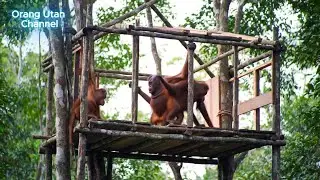 mama orang utan merenovasi rumah dan meminta bantuan kepada gorilla, simpanse dan kera 🐵🦍🐒❤❤