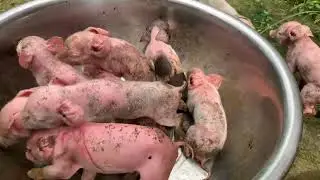 HOW TO: DIY CUT TEETH AND TAILS|PIG NURSERY