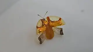 Golden Tortoise Beetle Flight in Slow Motion (Aspidimorpha sanctaecrucis)