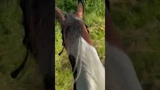 I&rsquo;ll crawl home to the horses🐴 😍#equinelove #equestrian #horseenthusiast #youtubeshorts