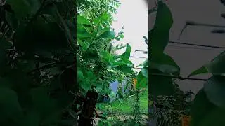 RSD vlog video 🌿🌿🌱🌱🌾🌾
