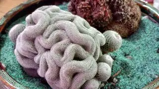 Crazy cactus box opening from Socalplantpeople with Grand prize cactus win reveal!!!!!