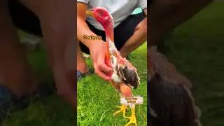 Aseel Chick Transformation..😍💝 #aseel #chicks #transformation #pets #shortsfeed #viralshorts