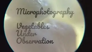 Microphotography Vegetables Under Observation