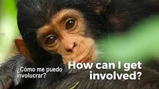 Jane Goodall World Chimpanzee Day sub espa&ntilde;ol