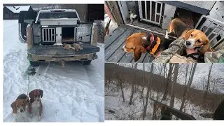 2025 Late Season Rabbit Hunting with Beagles.  Trying Some Over the Shoulder Filming.