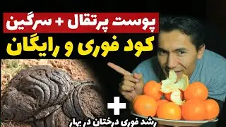 پوست پرتقال را دور نریز🙏🏃‍♂️از آن قویترین کود بساز 👍با این روش