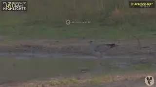 Identifying A Dark Chanting Goshawk With Charles