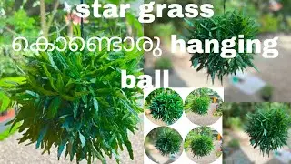 star grass കൊണ്ടൊരു hanging ball 🥰🥰🥰||#gardening #plants #garden