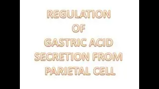 Physiology of Gastric acid secretion: Mechansim, Regulation and Phases