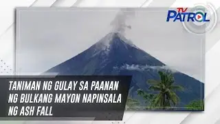 Taniman ng gulay sa paanan ng Bulkang Mayon napinsala ng ash fall | TV Patrol