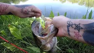 Fishing when u almost get skunked #florida #nature #wildlife #family #satisfying #family #love #fish