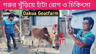 গরুর খুঁড়িয়ে হাঁটা রোগ ও চিকিৎসা | Veterinary treatment & Medicine Knowledge 