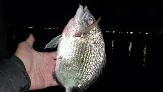 Giant Spot - Spottail Pinfish