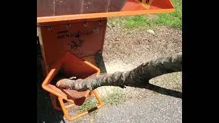Echo Bear Cat Chipper Preview