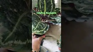 Calathea roseopicta #plants #houseplants #garden #shorts