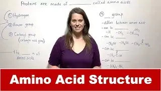Amino Acid Structure and Bonding