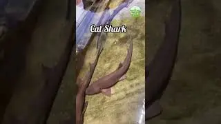 Longtail Carpet Sharks and Cat Sharks | #shorts #catshark #azmiagriculture