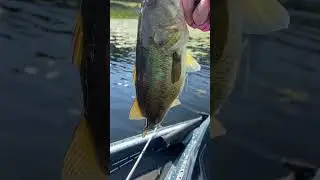 Rage bug Texas rigged