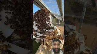 survive in 1 lakh Bees 🐝| #mrbeast #shorts #viral #bees