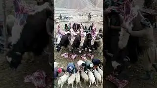 Biggest food feast on top of mountain | Cooking Beef Pulao | Beef recipes | Yak Karahi | Beef nalli