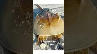 Если не насекомое, то почему в форме жука?