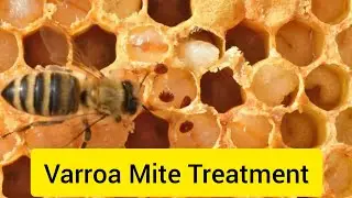 Varroa Mite Treatment