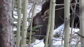 Young Bull Moose Yearling eating snow