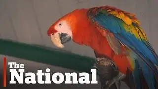 Parrot adoption project