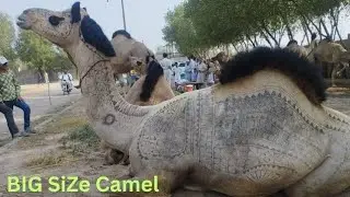 Lahore Shah Pur kanjra camel mandi 2023 |Latest update| @LahoriShauk Mr.Faiq Camelmandi Bigsizecamel