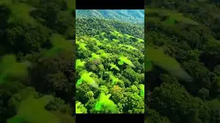 #forest #forestsounds #parrot #nature #mrbeast