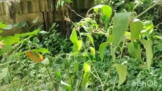 HERBS AND THERE MEDICINAL PROPERTIES TO ENHANCE YOUR EMUNITY 
