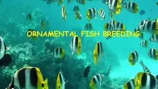 #Fish breeding  in natural  conditions bundh breeding,  hypophysation & stripping